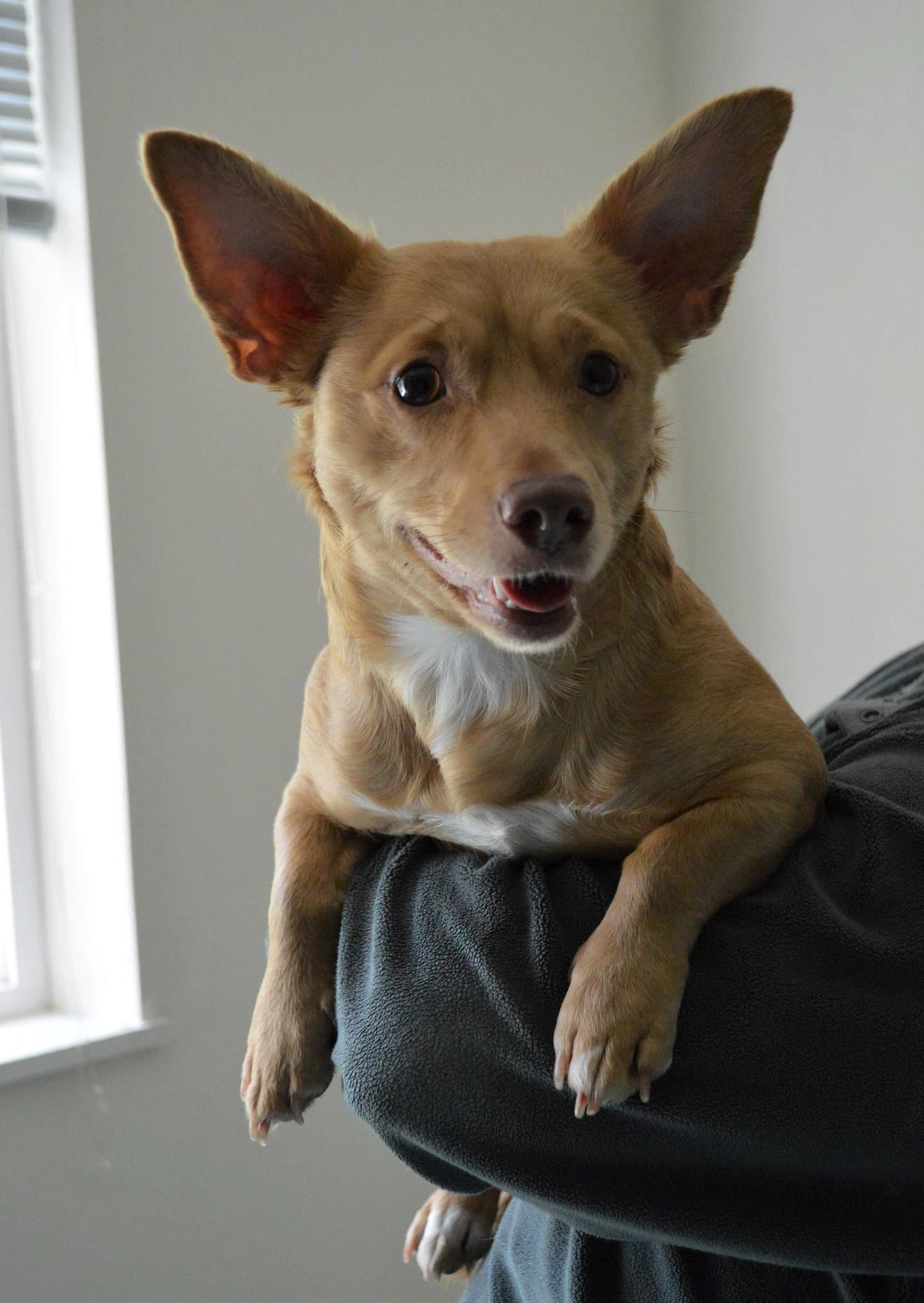 Mia A Corgi-Dachshund Mix
