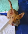 Mia, A Corgi-Dachshund mix