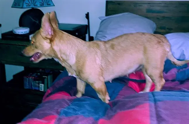 Mia A Corgi-Dachshund Mix image 3
