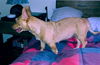 Mia, A Corgi-Dachshund mix