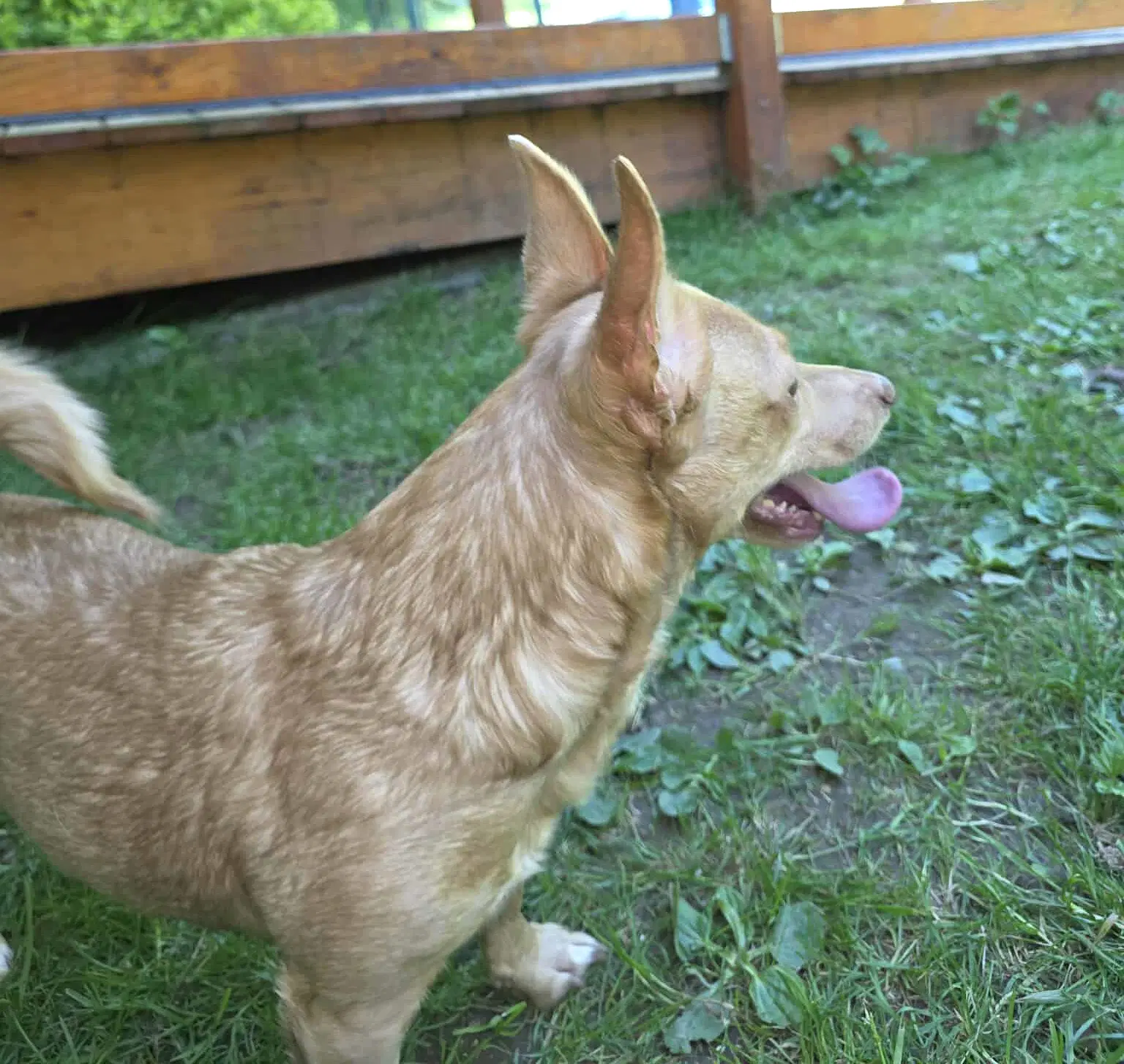 Mia A Corgi-Dachshund Mix image 4