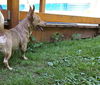 Mia, A Corgi-Dachshund mix