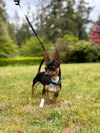 Trixie a young Chihuahua