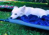 Beau, a Papillon-Jack Russell