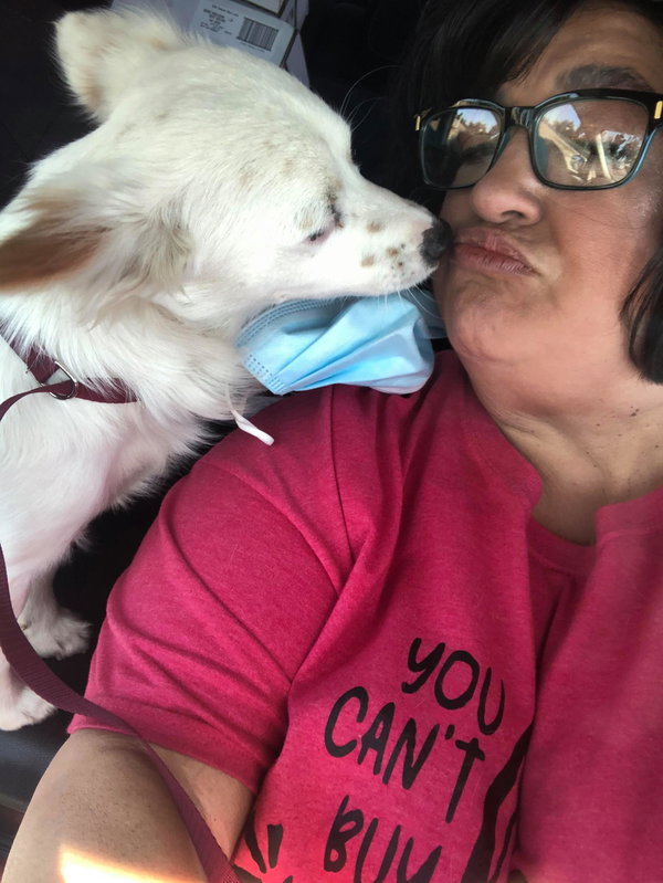 Beau, a Papillon-Jack Russell