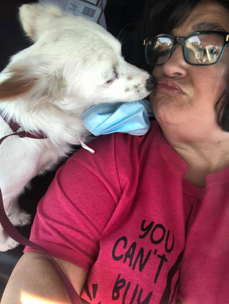Beau, a Papillon-Jack Russell boy