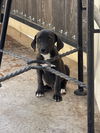 Benny, a mix breed puppy
