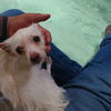 Shilo a small chihuahua mix
