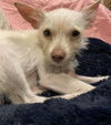Shilo a small chihuahua mix
