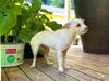 Shilo a small chihuahua mix