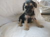 Pimienta a Dachshund-Terrier mix puppy