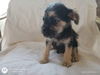 Pimienta a Dachshund-Terrier mix puppy