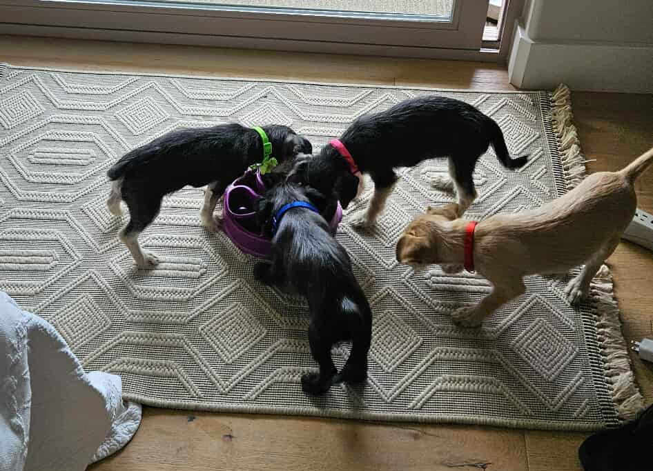 adoptable Dog in Arlington, WA named Pimienta a Dachshund-Terrier mix puppy