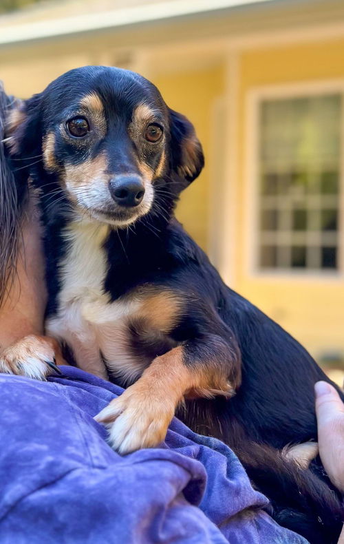 Brad and Scout small breed bonded bros.
