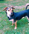 Brad and Scout small breed bonded bros.