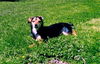 Brad and Scout small breed bonded bros.