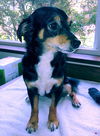 Brad and Scout small breed bonded bros.
