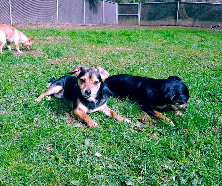 Brad And Scout Small Breed Bonded Bros image 3