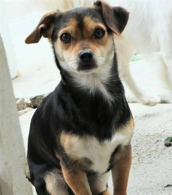 Brad And Scout Small Breed Bonded Bros - King Charles Cavalier-Dachshund-Chihuahua Mix