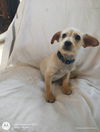 Solita a female Terrier mix puppy