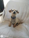 Solita a female Terrier mix puppy