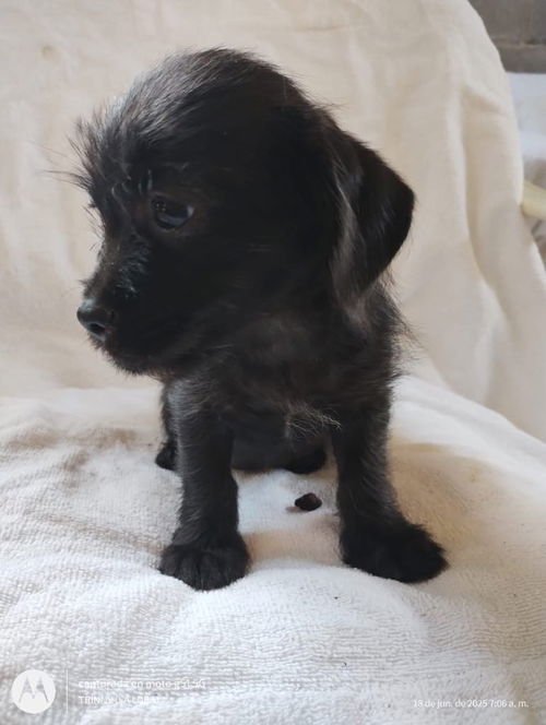 Azule a female Dachsund-Terrier mix puppy