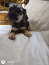 Dixie, a female Terrier-chi puppy