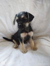 Dixie, a female Terrier-chi puppy