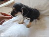 Dixie, a female Terrier-chi puppy