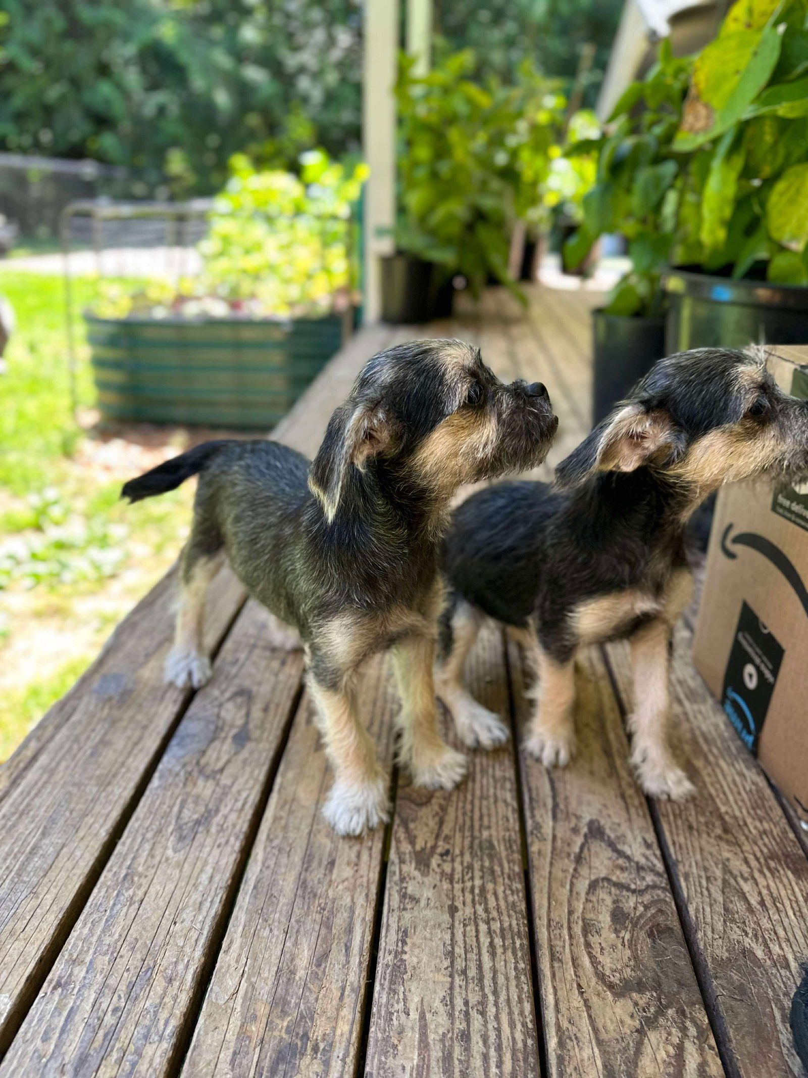 adoptable Dog in Arlington, WA named Dikcie, a Yorkie-Chihuahua-Pug puppy