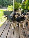 adoptable Dog in arlington, WA named Dikcie, a Yorkie-Chihuahua-Pug puppy
