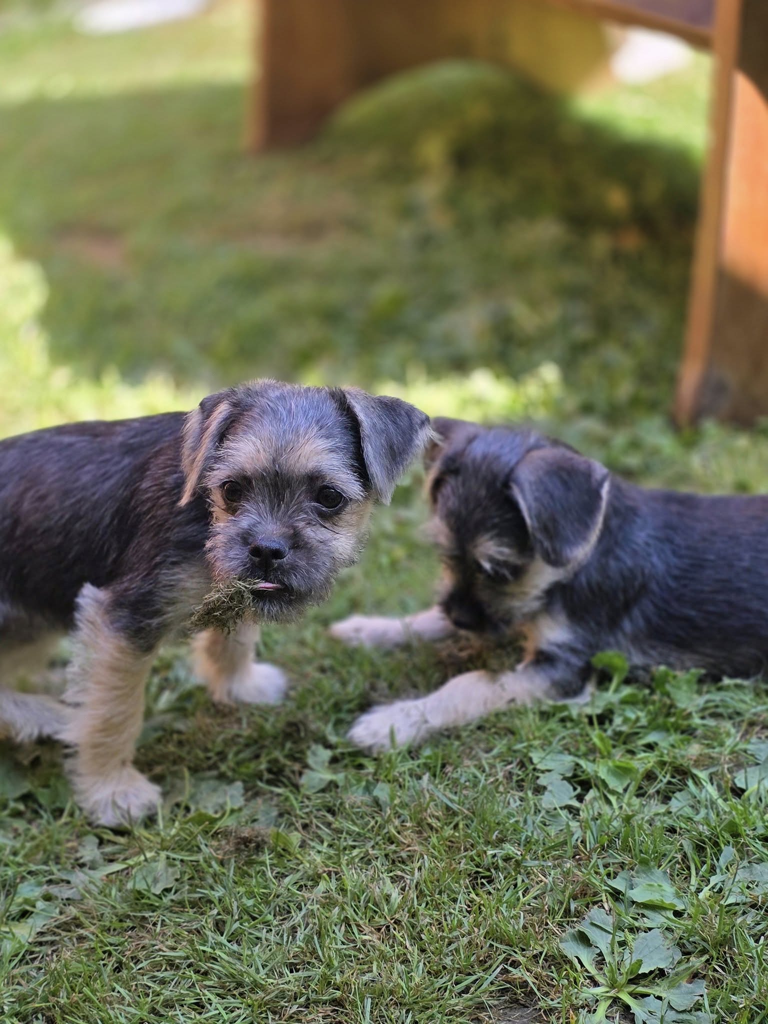 adoptable Dog in Arlington, WA named Dikcie, a Yorkie-Chihuahua-Pug puppy
