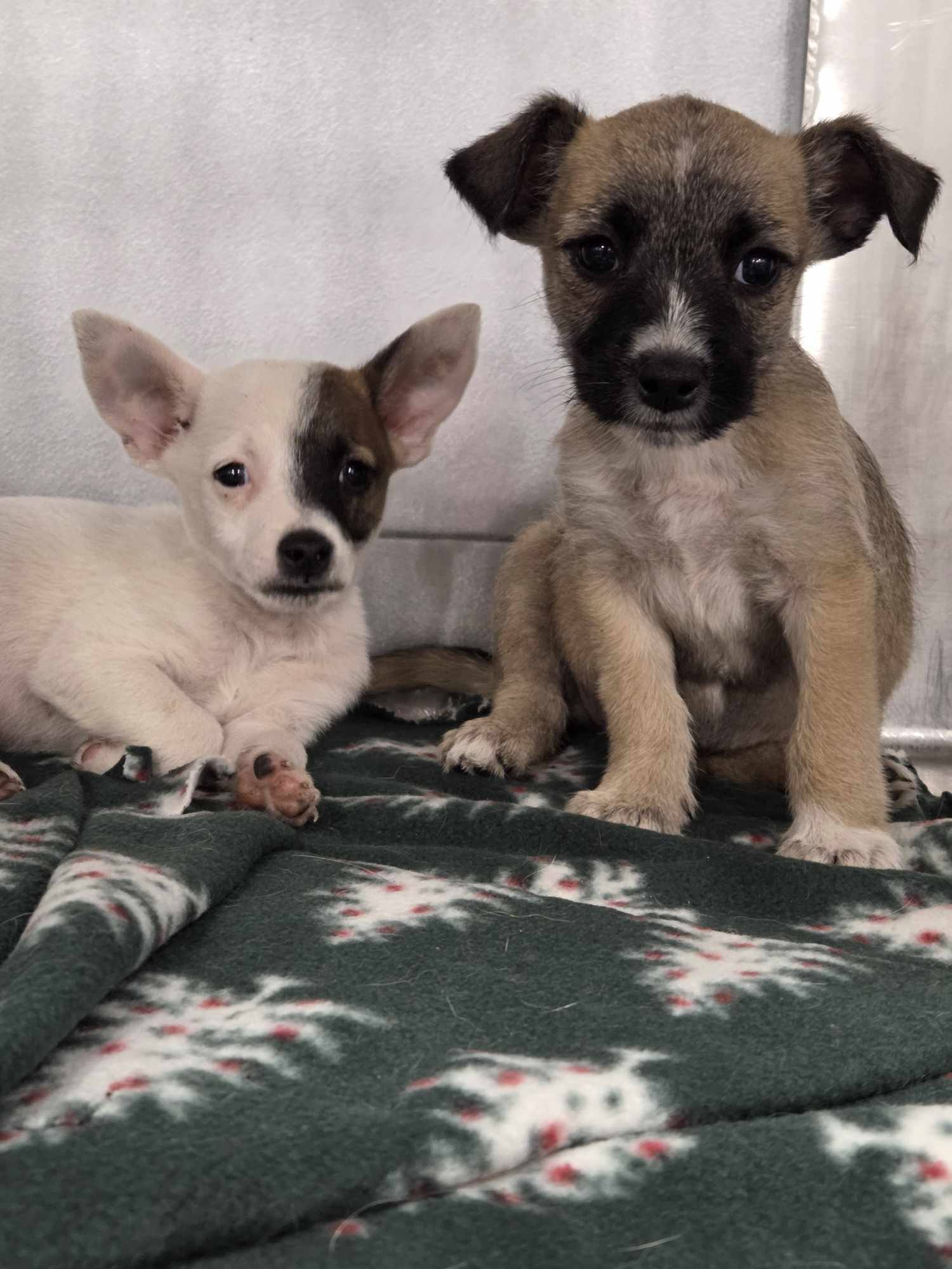 adoptable Dog in Arlington, WA named Nash, a Male Chihuahua mix puppy