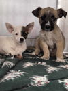 adoptable Dog in arlington, WA named Nash, a Male Chihuahua mix puppy