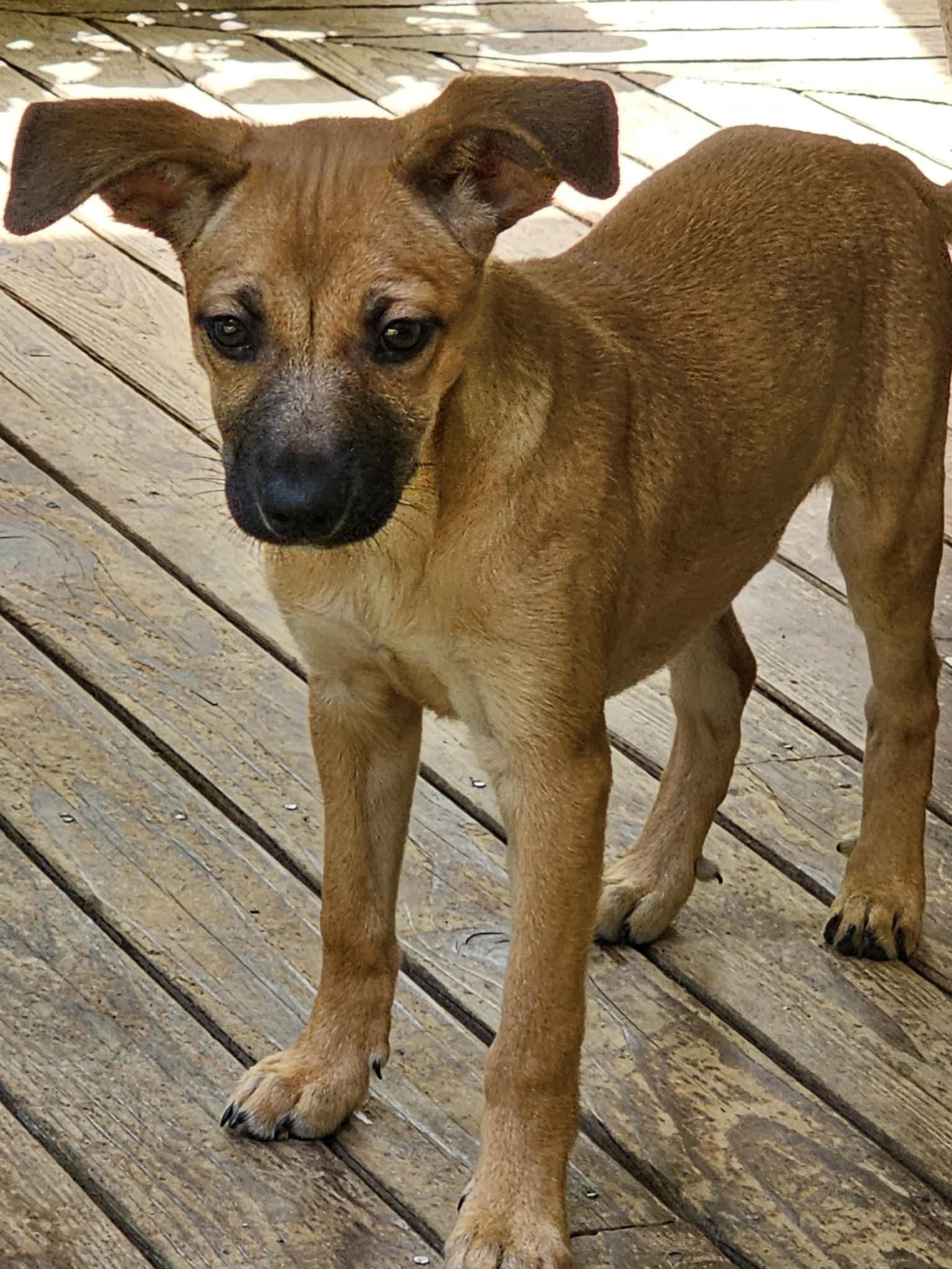 adoptable Dog in Arlington, WA named Chelsea, a Chihuahua-Pug-Terrier puppy