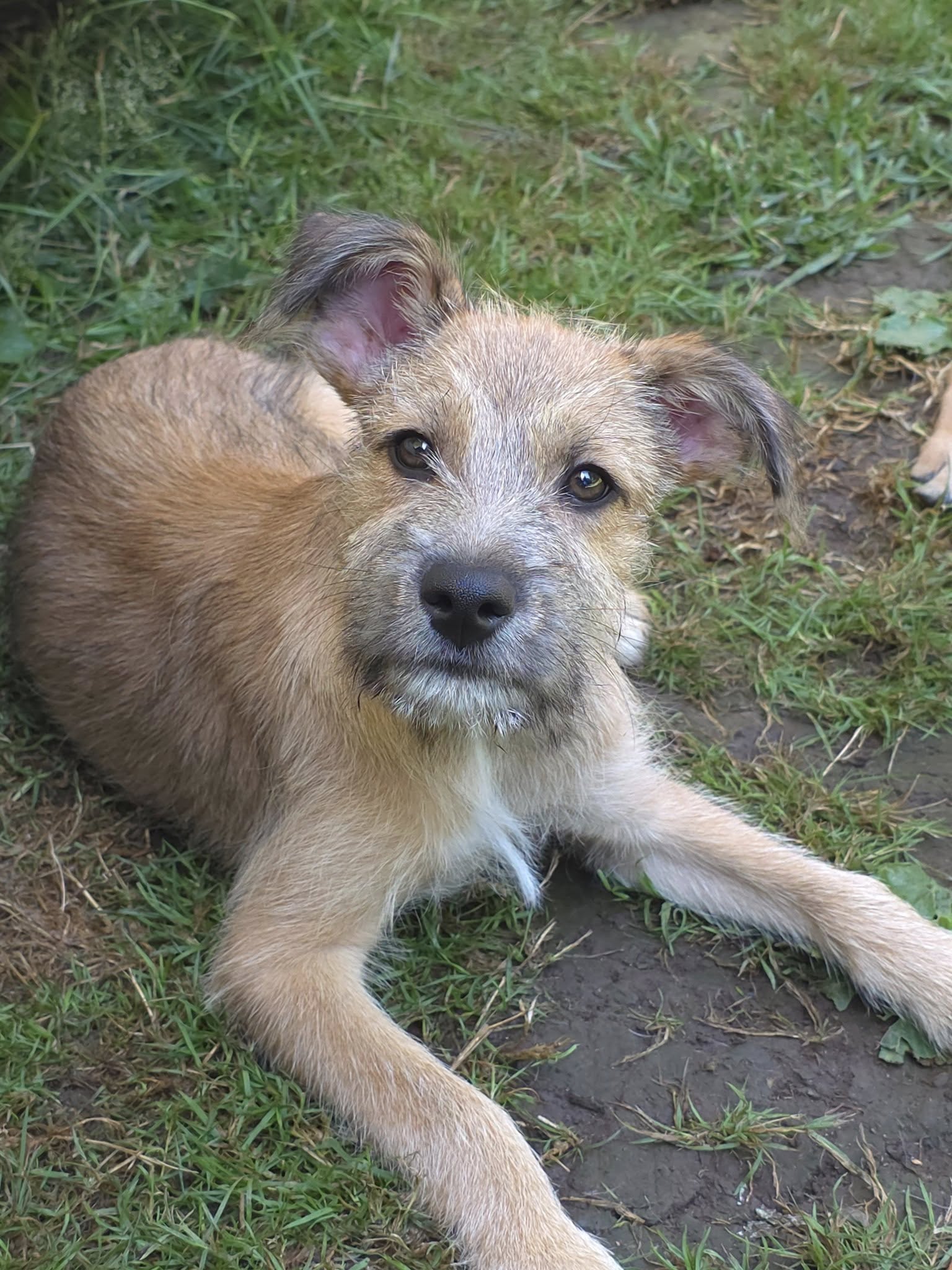 adoptable Dog in Arlington, WA named Manny, the Chihuahua-Terrier mix puppy