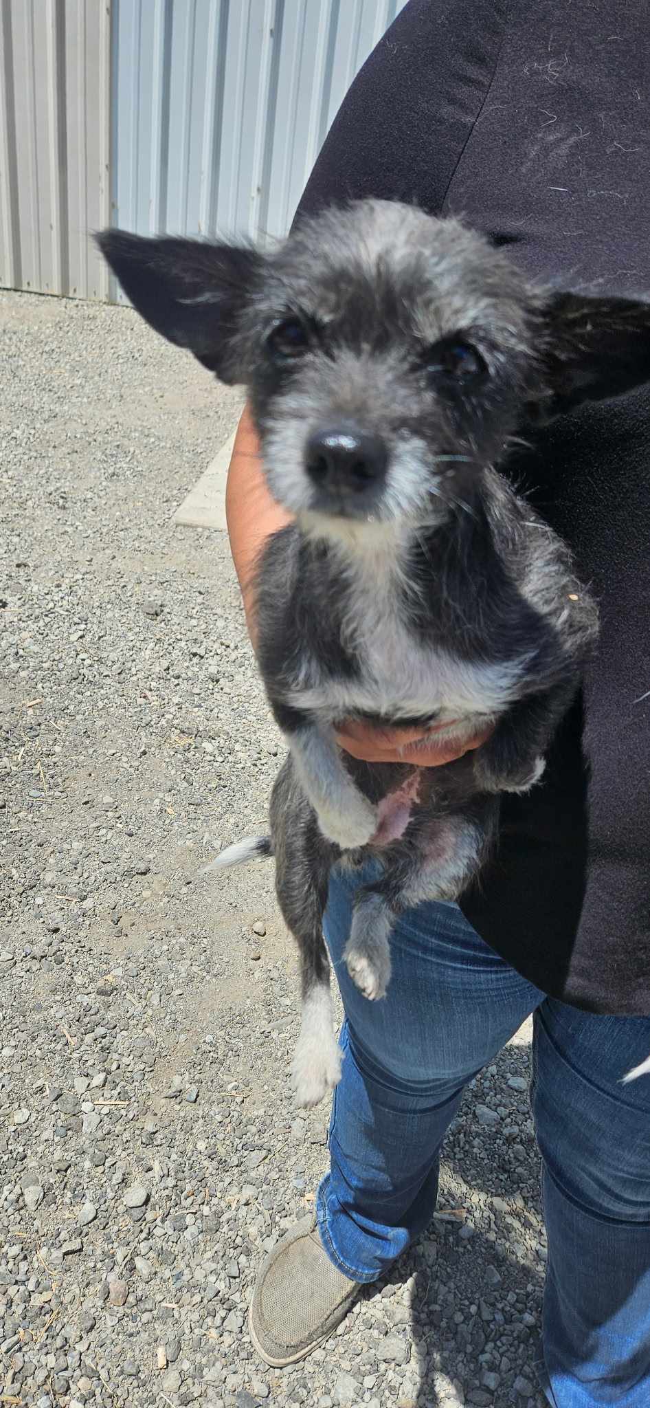 adoptable Dog in Arlington, WA named Calla, A Yorkie-Cairn Terrier and Chi mix
