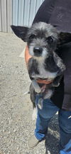adoptable Dog in arlington, WA named Calla, A Yorkie-Cairn Terrier and Chi mix