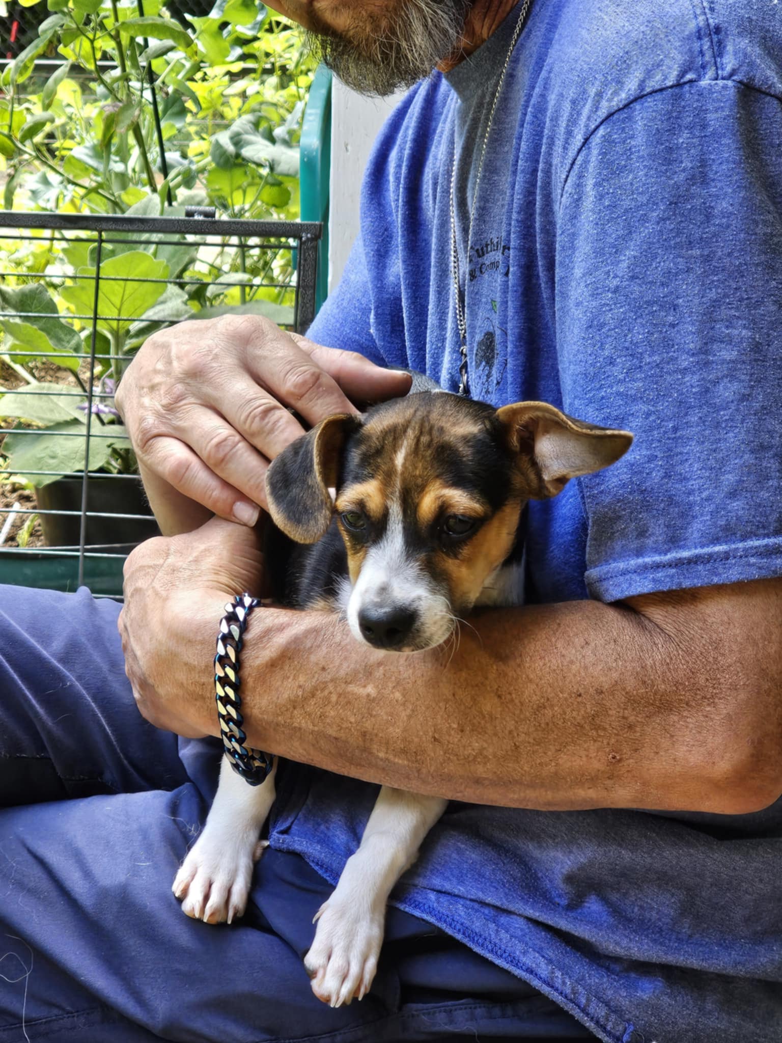 adoptable Dog in Arlington, WA named Argos a Young Beagle (mix?) puppy
