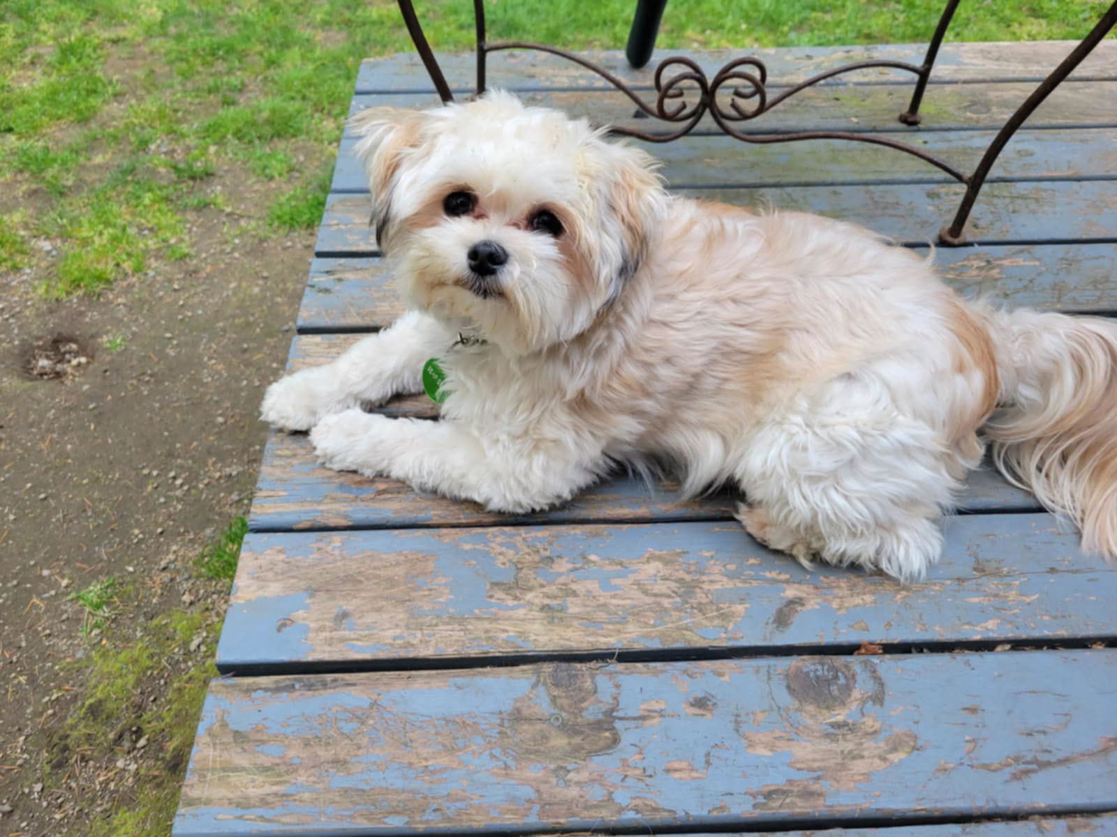 adoptable Dog in Arlington, WA named Chloe A Shih Tzu female