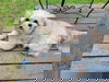 adoptable Dog in arlington, WA named Chloe A Shih Tzu female