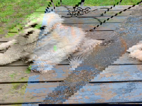 Chloe A Shih Tzu female