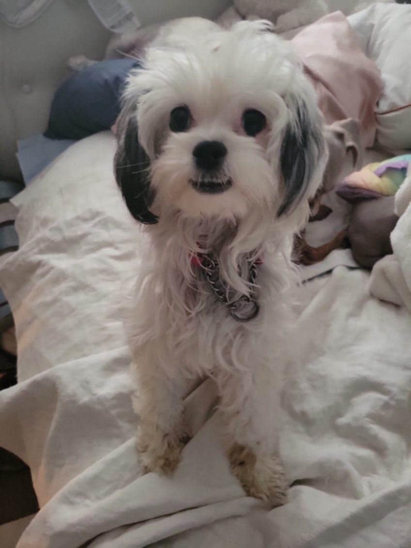 adoptable Dog in Arlington, WA named Lily, A young Havanese mix female