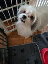 Lily, A young Havanese mix female