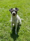 Leo, a Chihuahua-Fox Terrier male
