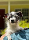 Leo, a Chihuahua-Fox Terrier male