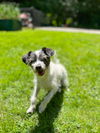 Leo, a Chihuahua-Fox Terrier male