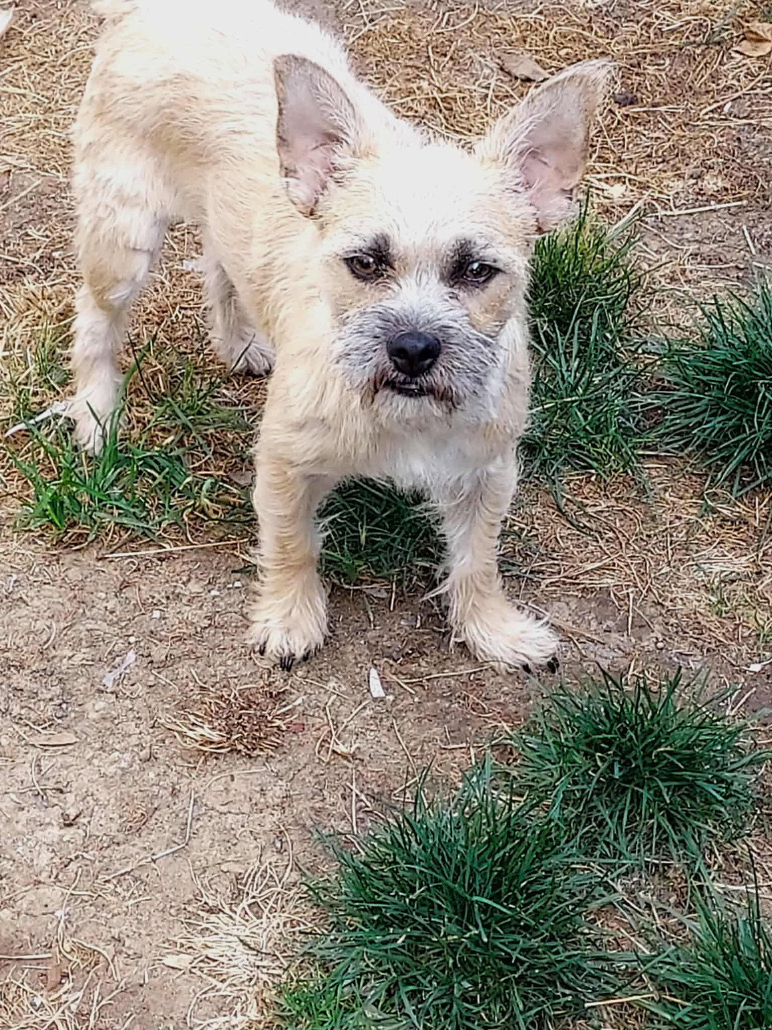 Kenzie a female Cairn Terrier