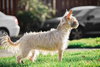 Kenzie and Sofie a Binded Mom and daughter pair - Photo 10