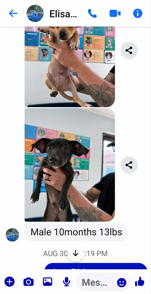 animal-image